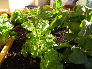 Kale, Swiss Chard and Pak Choy